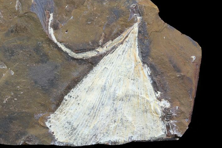 Fossil Ginkgo Leaf From North Dakota - Paleocene #81232
